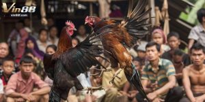 cách xem chân gà đá