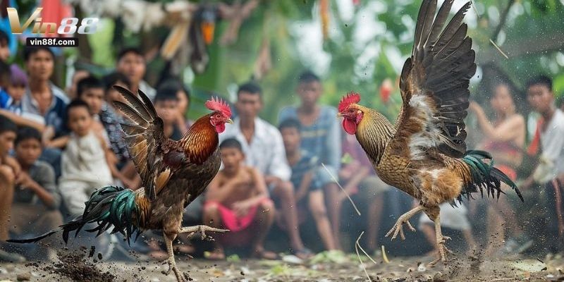 cách xem chân gà đá