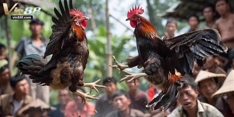 cách xem chân gà đá