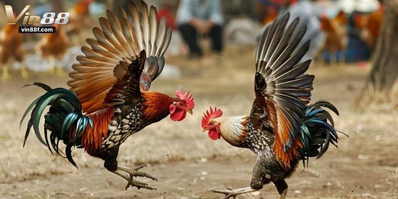 gà tre đá cựa sắt