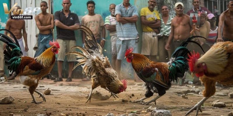 gà tre đá cựa sắt