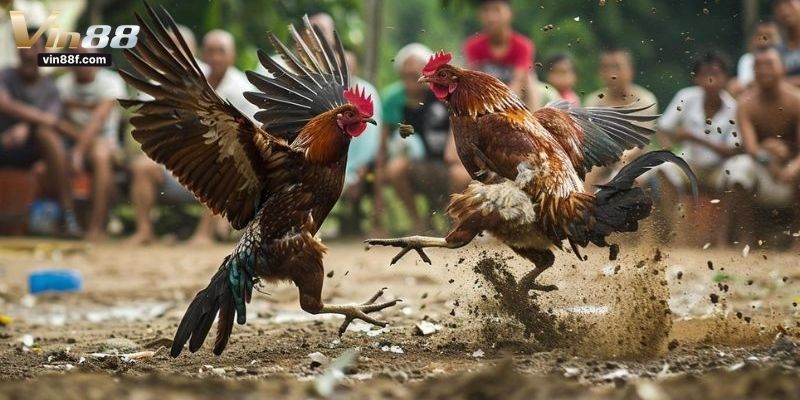 thuốc bổ cho gà đá cựa sắt